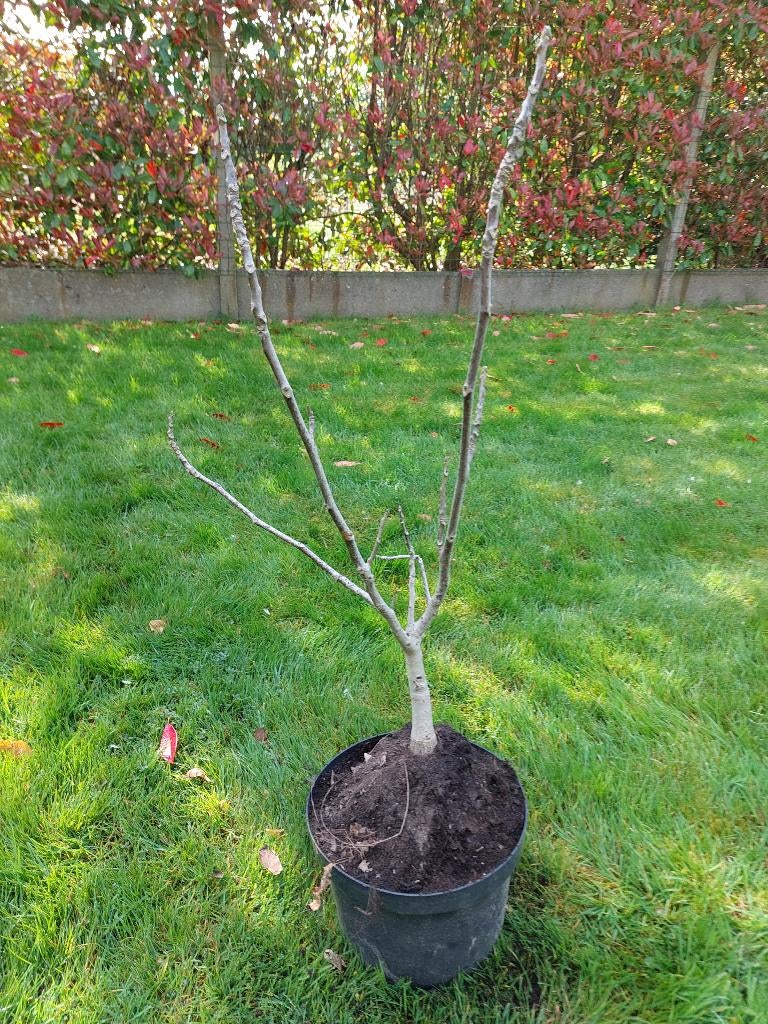 Notenboom, Tuin en Terras, Ophalen