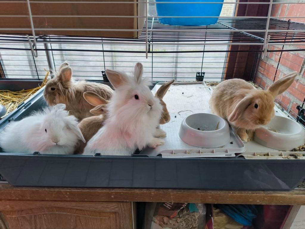 Tamme konijntjes, Domestique, Janvier, Autres types, Sexe inconnu