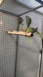 Split blauwe alexander man, Mâle, Perruche, Bagué