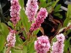 Persicaria Kabouter, Ophalen, Halfschaduw