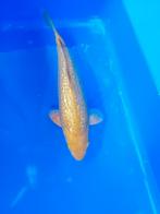 Ginrin chagoi, Dieren en Toebehoren, Karper of Koi