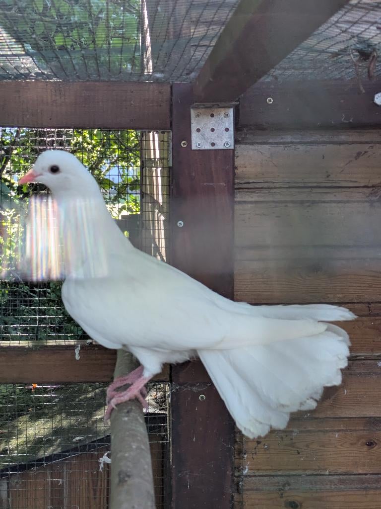 Sierduiven, Dieren en Toebehoren, Meerdere dieren, Overige soorten