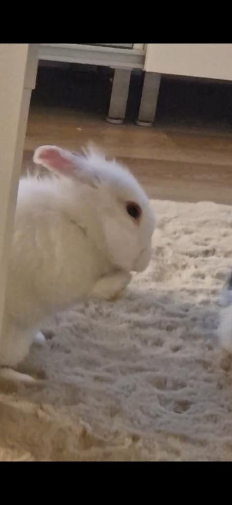 2 voedsers, Dieren en Toebehoren, Konijnen, Klein