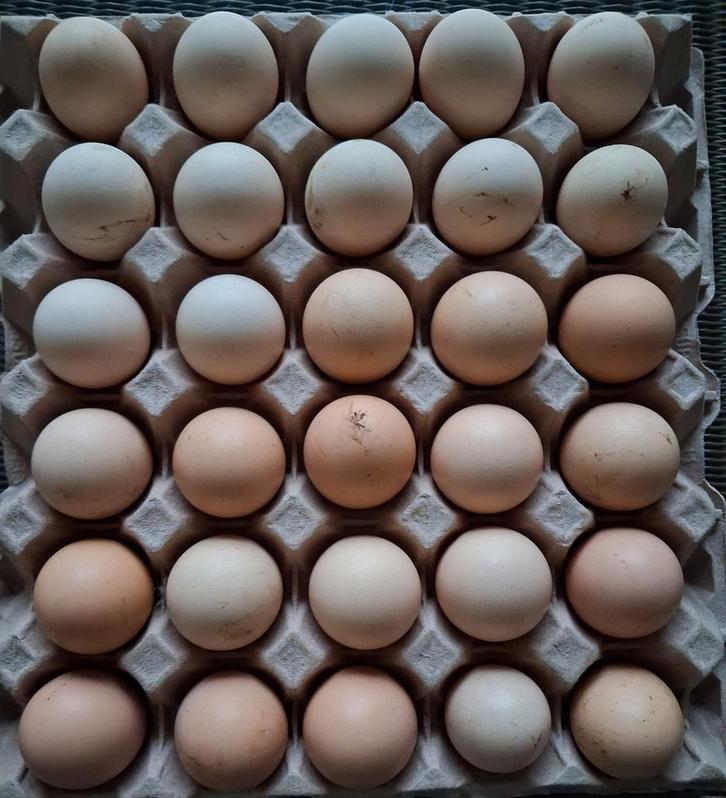 Verse broedeieren, Dieren en Toebehoren, Pluimvee