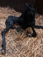 Te koop friese merrie veulen 27/03/2026, Dieren en Toebehoren, Ophalen