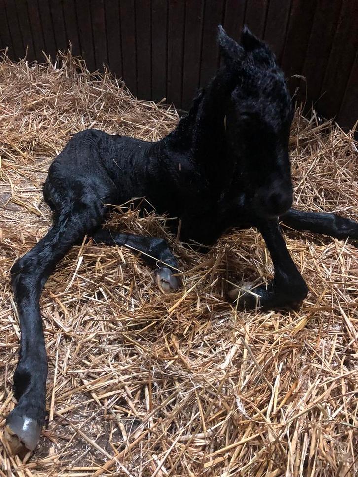 Poulain frison à vendre, Animaux & Accessoires, Chevaux & Poneys | Couvertures & Couvre-reins, Enlèvement