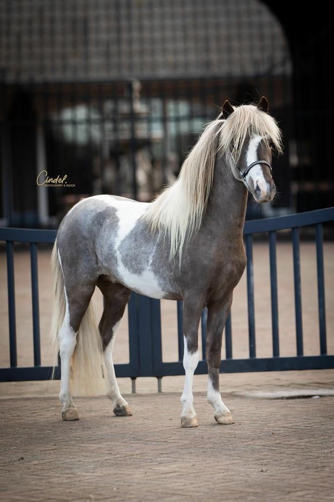 Amha nmprs hengst ter dekking, Dieren en Toebehoren, Paarden, Hengst