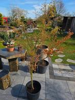 Mooie Japanse esdoorn 1.90m, Tuin en Terras, Planten | Bomen, Ophalen