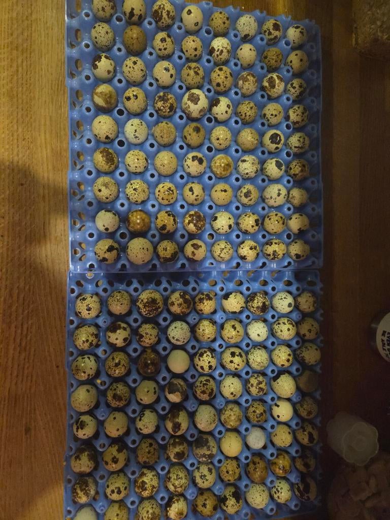 Jumbo japanse kwartel broedeitjes super bevruchting, Overige soorten