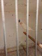 Te koop koppel Kanaries, Animaux & Accessoires