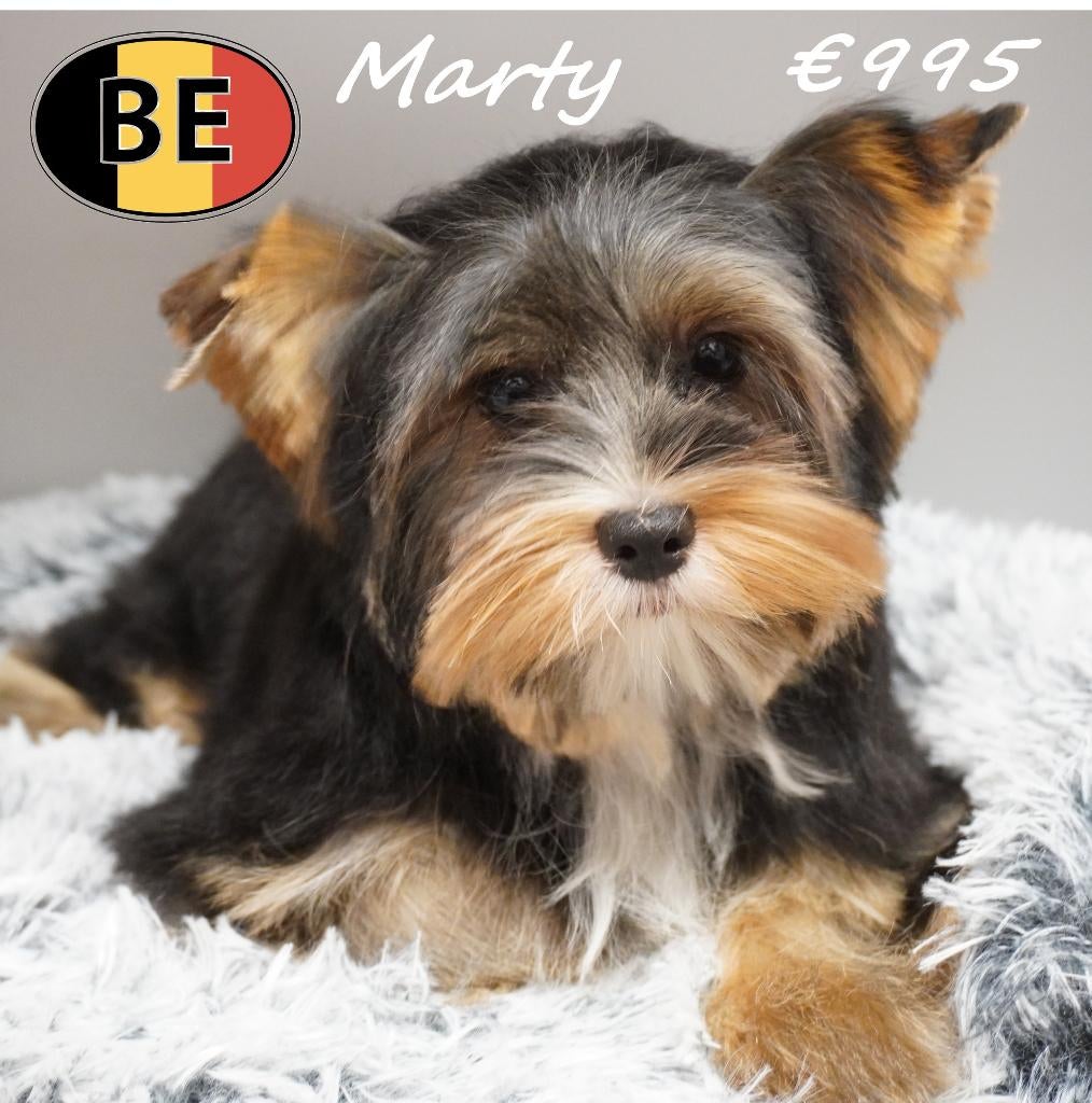 Yorkshire Marlo & Marty - lieve en speelse reutjes te koop, Dieren en Toebehoren, Honden | Jack Russells en Terriërs, Reu, Yorkshire Terriër