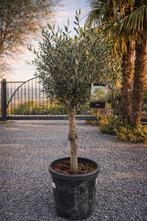 Olijfboom Olea Europaea - Terrasolijfboom, Enlèvement, Olivier