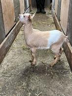 Dwerggeitjes, Dieren en Toebehoren