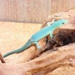 volwassen kweekkoppel gastropholis prasina, Lézard, 3 à 6 ans