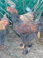 Jonge Brahma  hanen goud zwart, Dieren en Toebehoren, Pluimvee