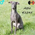 Alfie, Petit Lévrier Italien mâle - chiot belge, 15 semaines à 1 an, Commerçant, Chien (mâle), Autres races