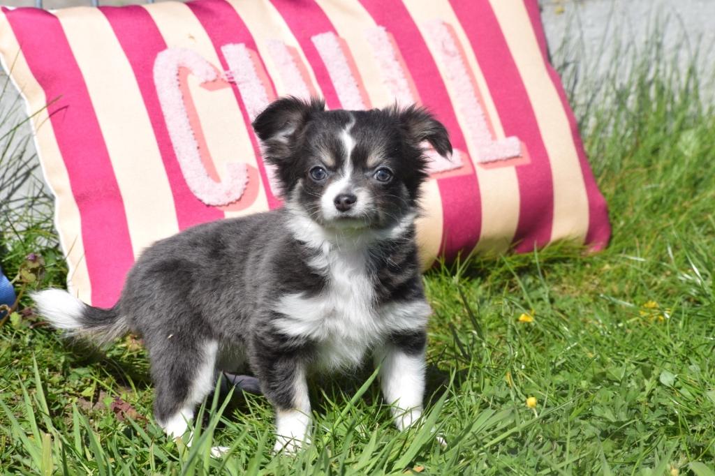 Chiots Chihuahua, belles couleurs, Animaux & Accessoires, 15 semaines à 1 an, Étranger, Hépatite contagieuse (maladie de Rubarth)