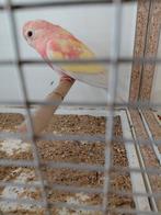 Bourke ino opaline, Dieren en Toebehoren, Mannelijk, Parkiet