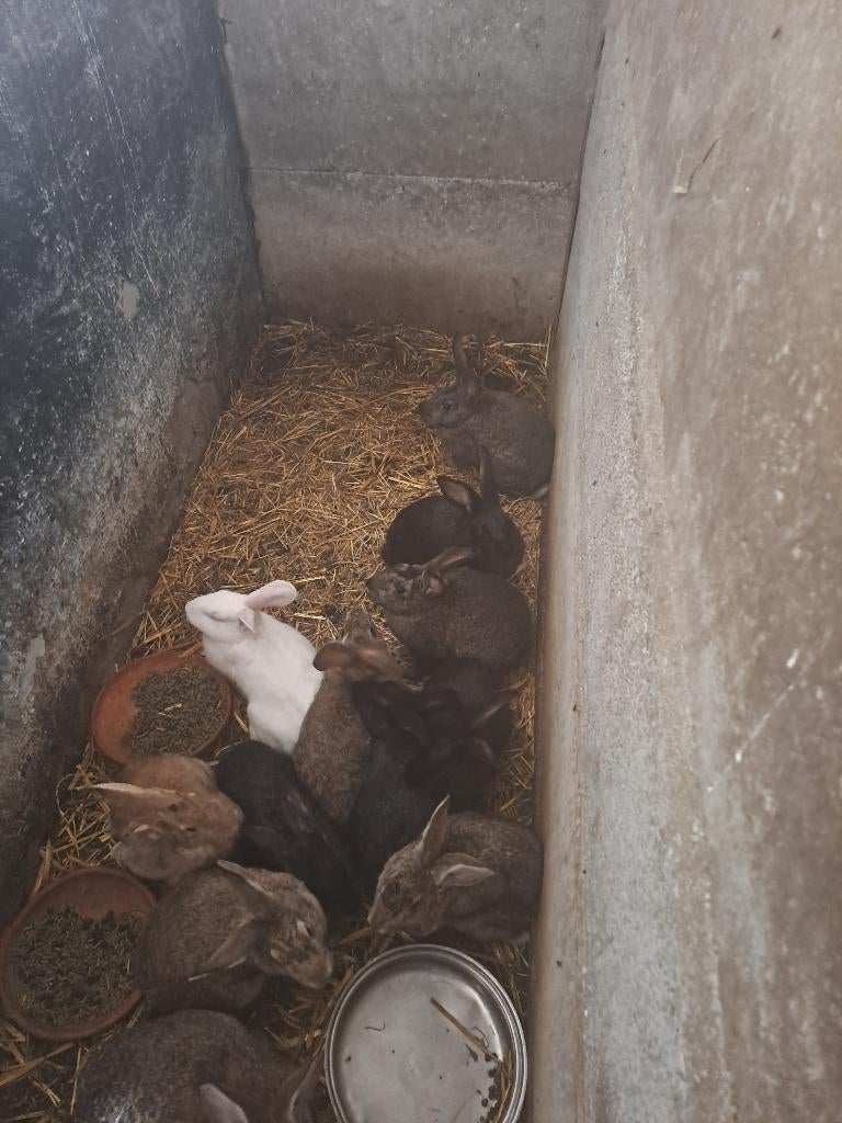 Vleeskonijnen, Dieren en Toebehoren, Konijnen, Meerdere dieren, Groot, 0 tot 2 jaar