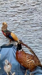 Taxidermie 2 fazanten. 1 bosfazant en 1 goudfazant, Ophalen