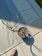 Bonsai westeria, Ophalen, Vaste plant