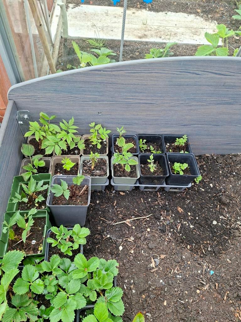 Stekjes frambozen. Per 6 stekjes gepot, Ophalen