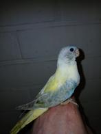 Handtamme splendid parkiet pop, Dieren en Toebehoren, Vrouwelijk, Parkiet, Geringd