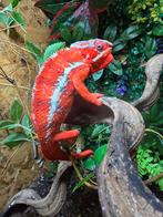 Prachtige furcifer pardalis vuurrood, Dieren en Toebehoren, Reptielen en Amfibieën, Amfibie