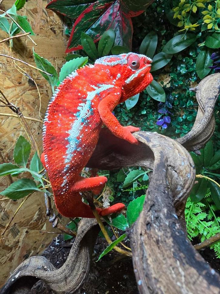 Prachtige furcifer pardalis vuurrood, Dieren en Toebehoren, Reptielen en Amfibieën, Amfibie