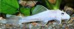 Jonge sneeuwwitte ancistrus ruitenkuisers, Dieren en Toebehoren, Vissen | Aquariumvissen, Vis, Zoetwatervis