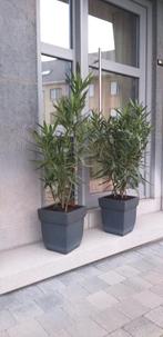 Laurier rose, déco jardin, terrasse, barbecue, piscine, Jardin & Terrasse, Enlèvement, Jardin