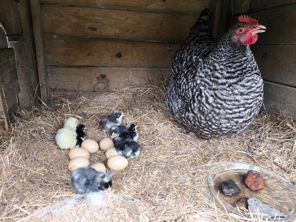 Broedeieren Mechelse koekoek