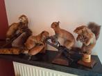 3 x eekhoorn, 1 hermelijn/wezel, Verzamelen, Dierenverzamelingen, Ophalen