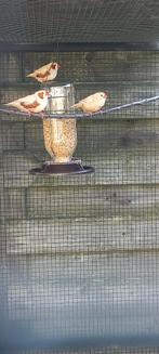 Zebravinken isabel bruin, Dieren en Toebehoren, Vogels | Overige Vogels, Meerdere dieren, Tropenvogel, Geringd