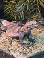 Chuckwalla, Amphibien