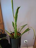 Sanseveria, Enlèvement