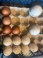 Oeuf feconde, Enlèvement