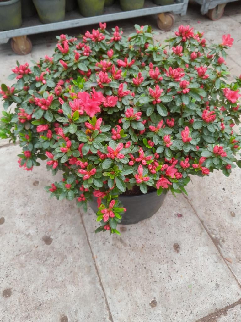 AZALEA JAPONICA WINTERHARDE BUITEN AZALEA'S, Ophalen