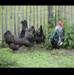 Broedeieren barnevelder