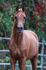 Grote maat Arabische Volbloed hengst, Dieren en Toebehoren, Hengst