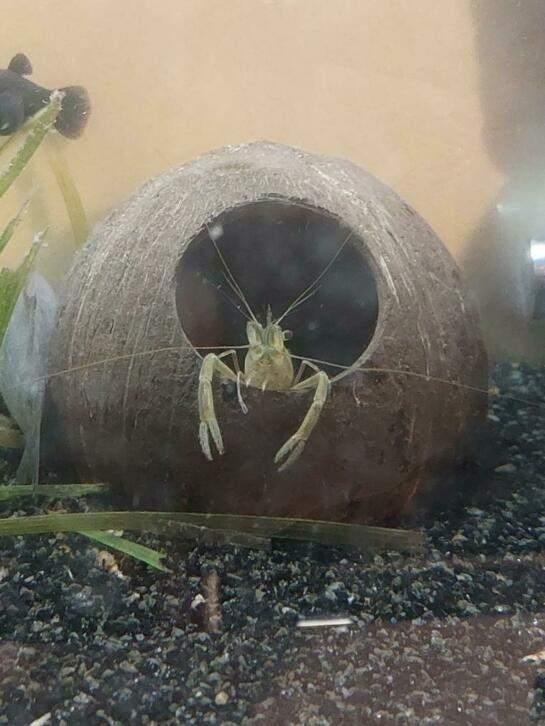 Langschaargarnalen 5stuks/20€, Dieren en Toebehoren, Vissen | Aquariumvissen, Zoetwatervis, Vis