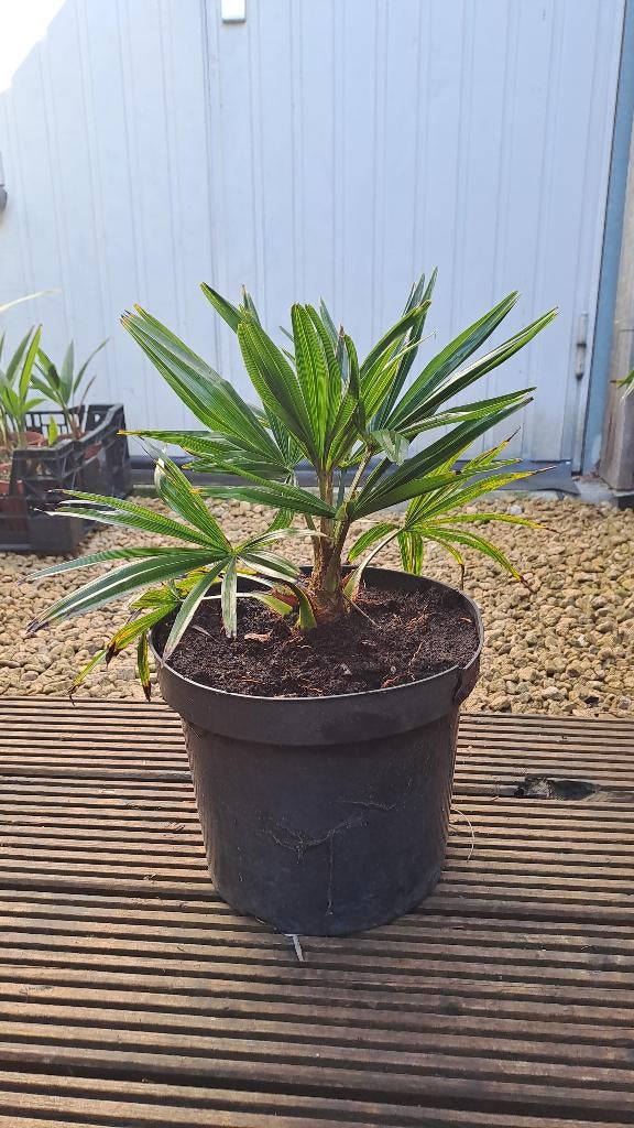 palmboom, Tuin en Terras, Planten | Bomen, Bloeit niet, Halfschaduw, Minder dan 100 cm, Palmboom