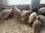 Japanse jumbo kwartels 8 weken., Dieren en Toebehoren, Vogels | Overige Vogels, Meerdere dieren