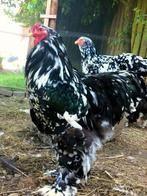 GEZOCHT!!! TRIO ZWART WITGEPARELD, Dieren en Toebehoren, Pluimvee