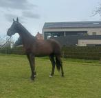 4,5 jarige Kgps ruin, Dieren en Toebehoren, Met stamboom, Ruin, Niet van toepassing, Dressuurpaard