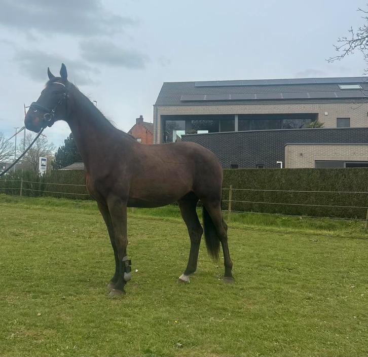 4,5 jarige Kgps ruin, Dieren en Toebehoren, Paarden, Ruin, Niet van toepassing, 165 tot 170 cm, 3 tot 6 jaar, Dressuurpaard, Met stamboom