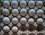 Broedeieren van witte leghorn & kleurslag buff kriel leghorn