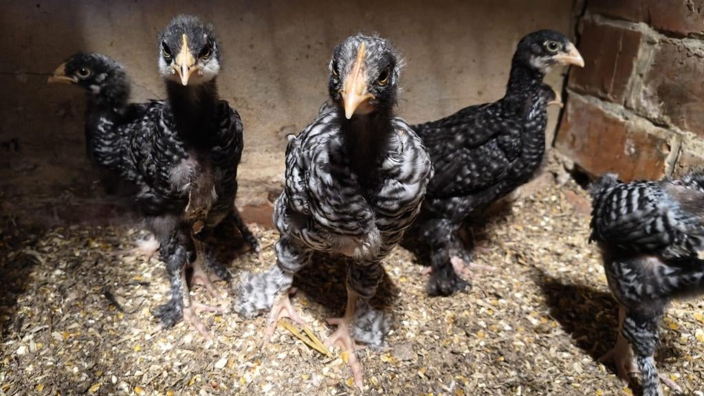 Gratis Haantjes, Mâle, Poule ou poulet