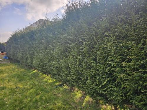 GRATIS Leylandii 40 stuks, Tuin en Terras, Planten | Struiken en Hagen, Haag, Conifeer, 100 tot 250 cm, Ophalen