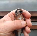 Cherche Chardonneret femelle, Dieren en Toebehoren, Vrouwelijk